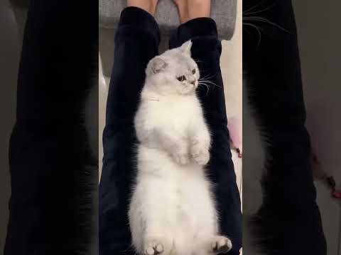 Funny cat videos 