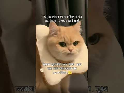 দাম টা মনে রাইখেন????#caption #banglastatus #catfunny #cute #catvideos #funny #funnycatvideos