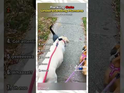 Funny cat videos from TikTok  #funnyshorts #catvideos #funnycatvideos