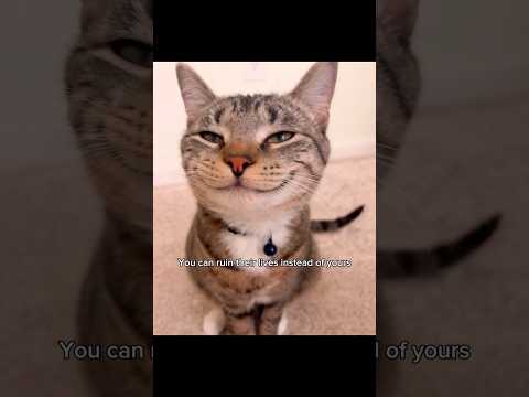 Larry’s curse…  #cat #larrylegend #funny #catvideos #memes #kitten