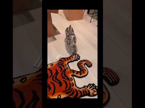 20.#funny #cat #pet #catcat #catshorts #funnycats #catvideos #foryou #fyp #fypシ゚viral #fypyoutube