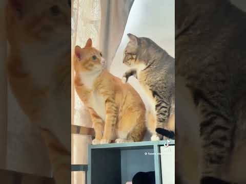 Funny Cat Videos #funnycats #cats #funnyshorts #lol