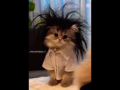 funny cat ???????? #catvideos #trending #viral #funny #cat #video