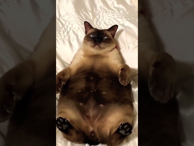 You are my best friend ???? #cat #funny #catvideos #catvideos