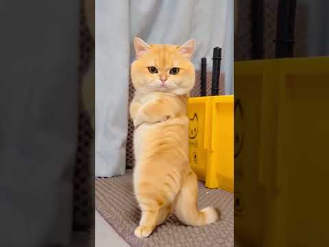 Funny cat videos #cat #petsunited #petsunited #entertaininganimals #pets #catvideos