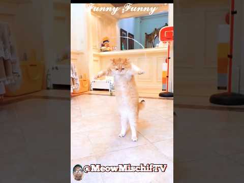 funniest animals | funny cat videos#cat #animals #ytshorts #shorts 