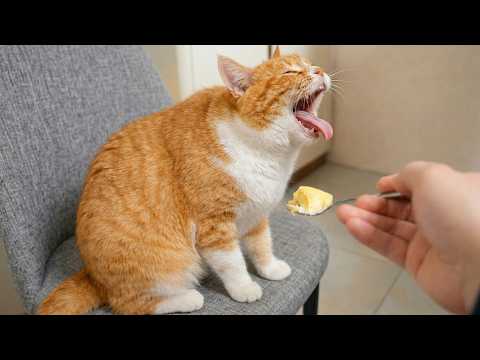 Cats Really Use 100% of Their Brains ???? | Funniest Cat Videos 2026