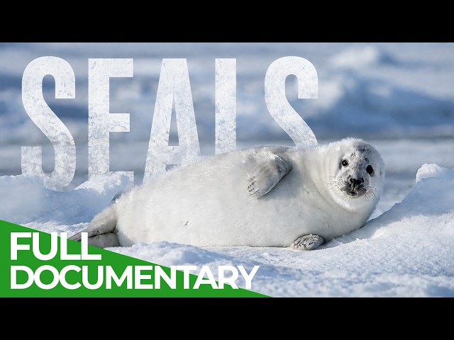 The Secret Life Of Seals | Free Documentary Nature