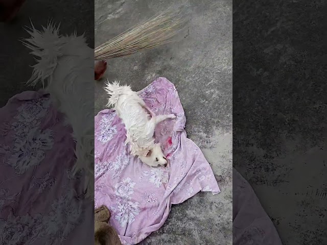 আমার কিউট চিকু♥️♥️ #trending #cat #funny #catvideos #viral #shorts 24♾️