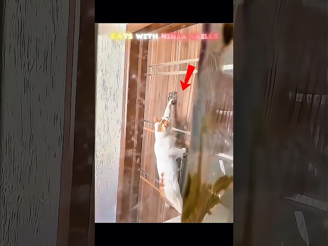 Ninja Cats???? Insane Cat’s AURA ???? #respect #cats #edit #funny #cat #animals #aura #catvideos