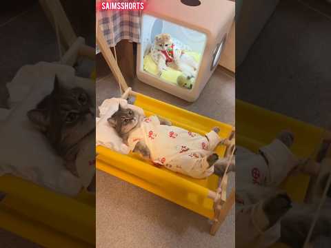 Funny cat videos#cat#funny#catlover#cutecat#viralvideo#video#viral#tiktok