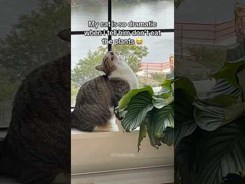 Funny Cat Videos 