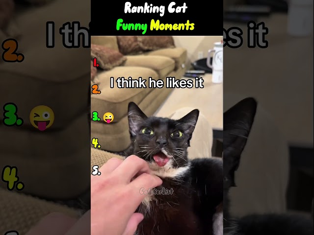 Funny Cat Moments???? #cats #funnycatvideos #ranking #funnycats #funnyshorts #animalranking