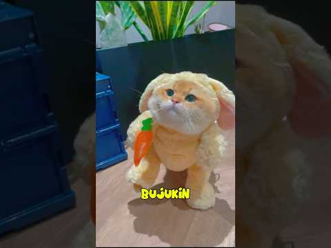 Kostum Imut Moyen #kucinglucu #cat #shortcat #funnycat #lucu #kucing #cats #catvideos