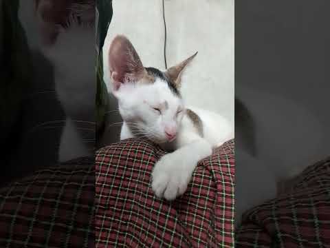আমারে নিশ্চয়ই কেউ বান মারছে ???? #catvideos #trending #viral #funny #cat #video