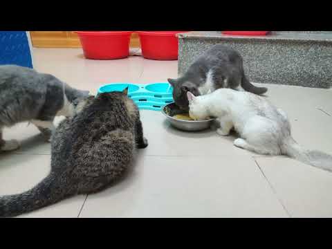 MEOW funny cat videos Cat a happy meal