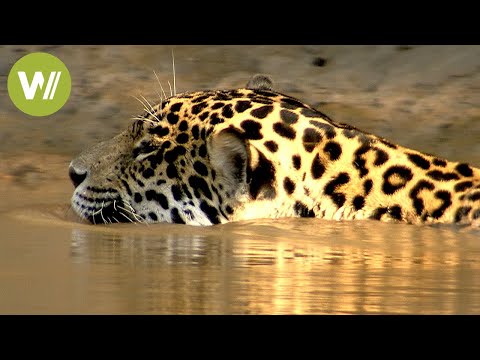 On the hunt with a jaguar - Even crocodiles lose against the king of the rainforest