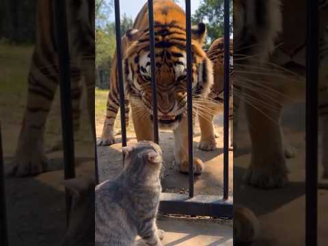 cat sleeping two tiger! funny cat videos! #shorts #youtubeshorts #cat