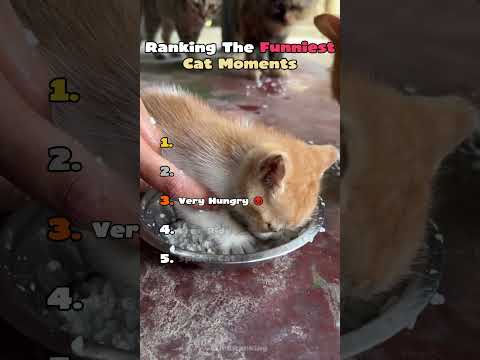 Ranking The Funniest Cat Moments ???? #shorts #funnycats #catmemes #viralcats