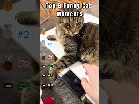 Top 6 Funny Cat Moments #cat #shortscat #catvideos #cats #usa