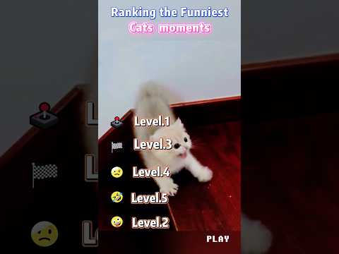 Ranking The Funniest Cat Moments #cat #catvideos #catsbeingcats #funny #funnyanimal #foryou #memes