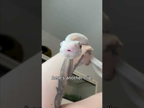 Is Tofu Big and Scary Yet? #snake #pets #animals #reptiles #cuteanimals