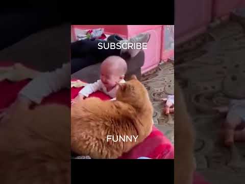 funny  #cat #cats #catvideos #funny #funnyvideo #dog #dogs #dogshorts