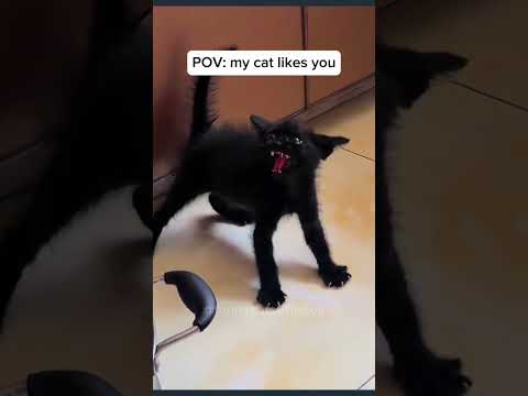 funny cats videos #funny #cat #cats #catshorts