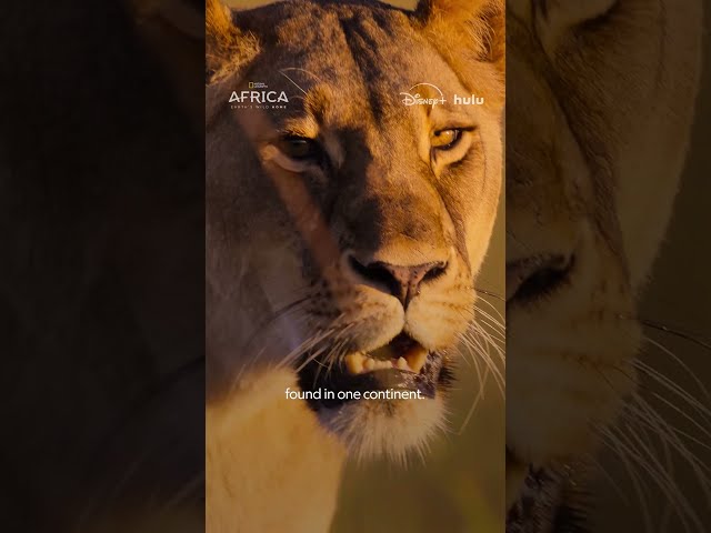Africa Earth's Wild Home NOW STREAMING #Rolex #PerpetualPlanet #AfricaEarthsWildHome
