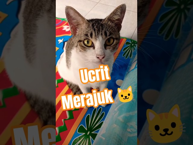kucing lucu #funnycat #funnycatvideos #cat #kucing #kucinglapar #savekucingliar #kucingjalanan