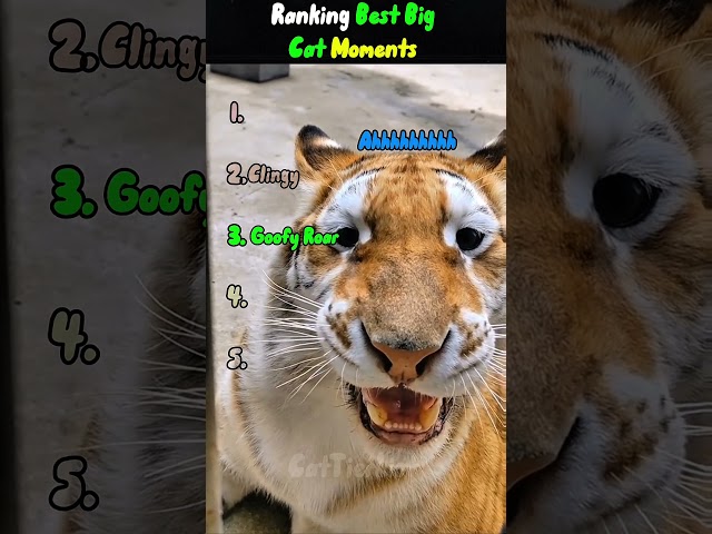 Big Cat Moments #cats #ranking #animalranking #wildanimals #wildlife #funnyshorts #funnycatvideos