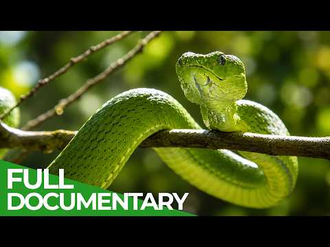 Deadly Bite: Nature’s Most Toxic Animals | Wildest Survival | Free Documentary Nature
