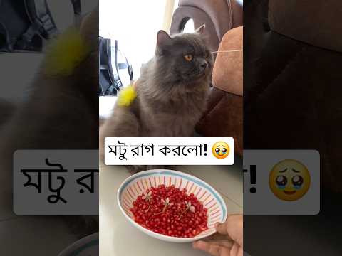 মটু রাগ করছে!????#shorts #funny #catvideos #cat #shortsfeed #ytshorts #viral #trending