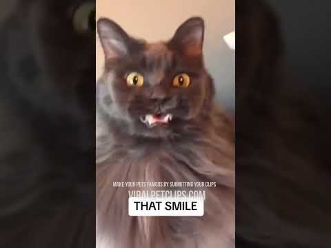 Funny Cat Videos 