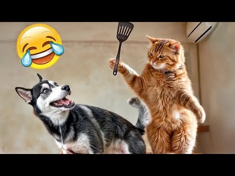 CLASSIC Dog and Cat Videos