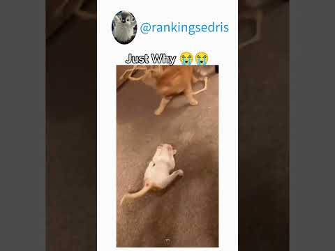 Don't Check The Sound ???????? #funny #catvideos