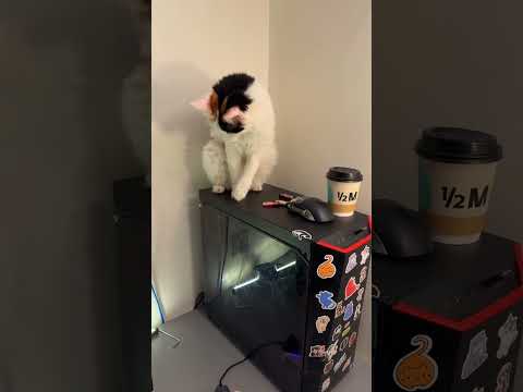 #cat #catfunny #اكسبلور #catvideos #قطط #funnycatvideos #funnyanimal #قطتي #funny #funnycat