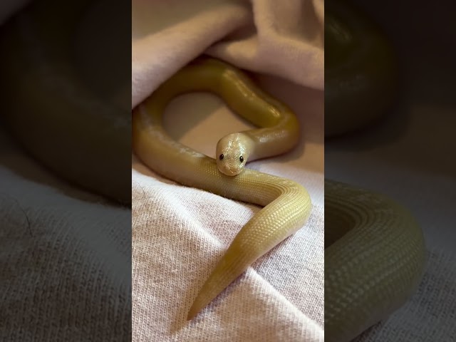buttercup is exhausted ???? #pets #animals #snake #reptiles #cuteanimals