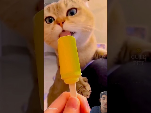 Cute cat dance ???? #reels​​​ #cat​​​ #catvideos​​​ #funnycatvideos​​​ #shorts​​​ #trendingshorts​​​ te
