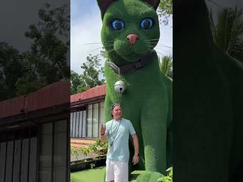This cat is really alive! ???? #funny #cats #catvideos #tiktok #social #usafunny #catlovers #funpage