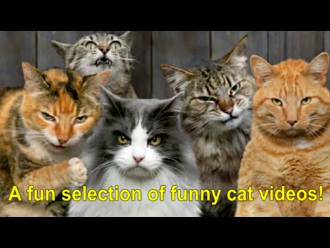A fun selection of funny cat videos!