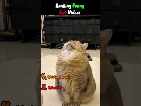 PLEASE DON'T CLICK THE SOUND ???????????? #funnycats #cats #funnycatvideos #funnyshorts #ranking