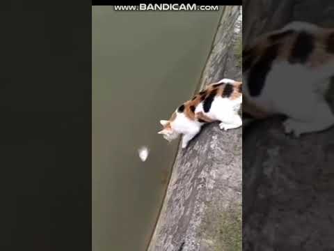 baby cats #viral  short cute and funny cat videos