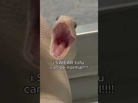 Tofu CAN be normal I SWEAR ???????? #snake #reptiles #animals #pets #silly