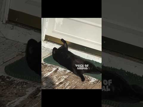 karees sun Bath #cat #petsrule #catfunny #catvideos #funnycatvideos #funny #comedy