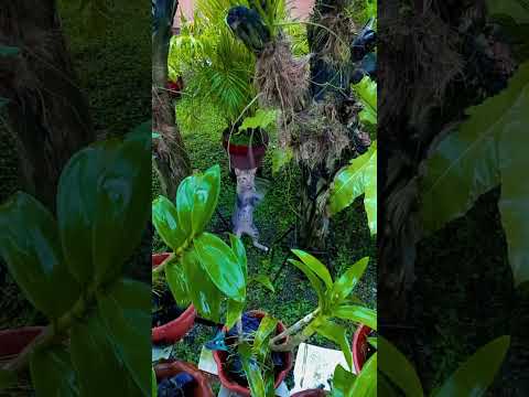 CLOUD Adventure!#cute #cat #funny #catvideos