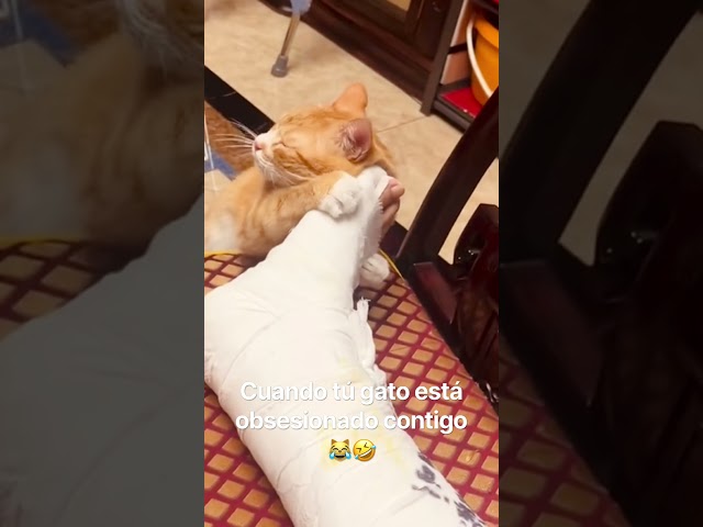 Cuando tienes un gato obsesionado ???????? #viralvideo #funny #cat #gatos