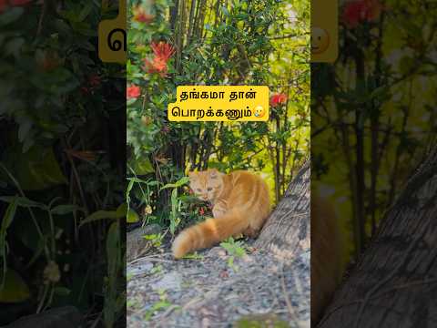 தங்கமா தான் பொறக்கணும்???? #cat #catvideos #catshorts #funnycat #catmemes #babyshorts #shorts #funny