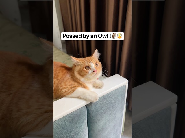Whooo?!???? #catshorts #catvideos #cat #funnycats #cats #pets #cutecat #kitten #catmemes #kitty #funny