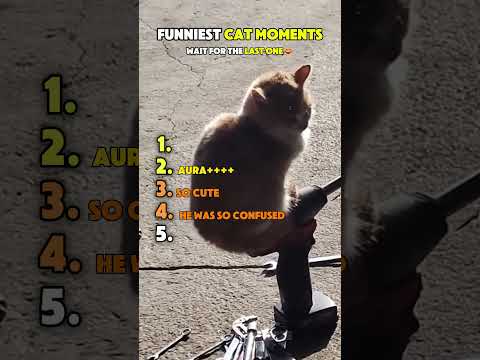 Ranking Funny Cat Videos ????#ranking #funny #cat #funnycats